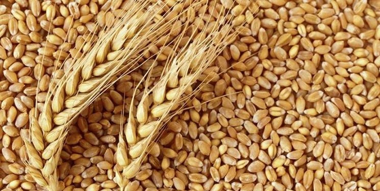 قیمت گندم